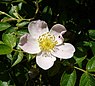 Schijnheggenroos (Rosa subcollina)