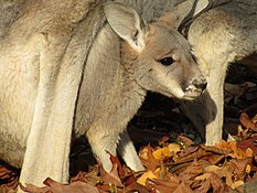 A joey in a pouch at the Dresden Zoo in Dresden, Germany Rotes Riesenkanguru (Zoo Dresden) (12).jpg