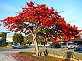 Image 13Royal Poinciana tree in full bloom in the Florida Keys, an indication of South Florida's tropical climate (from Geography of Florida)