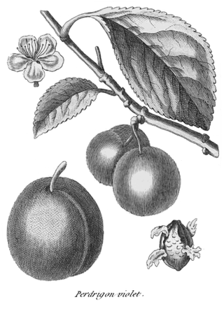 <span class="mw-page-title-main">Perdrigon</span> Culinary plum