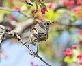 * Nomination Ruby-crowned kinglet in Green-Wood Cemetery --Rhododendrites 00:56, 16 April 2022 (UTC) * Promotion  Support Good quality. --Stepro 01:03, 16 April 2022 (UTC)