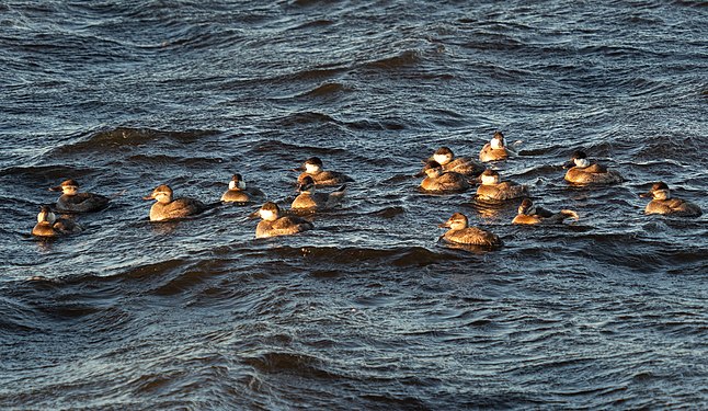 A raft of ruddy ducks at Jamaica Bay Wildlife Refuge