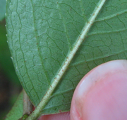 Rusty Hairs Blackhaw.png