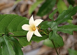 Ruthalicia eglandulosa.jpg