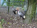 Vogel im Grugapark, Essen