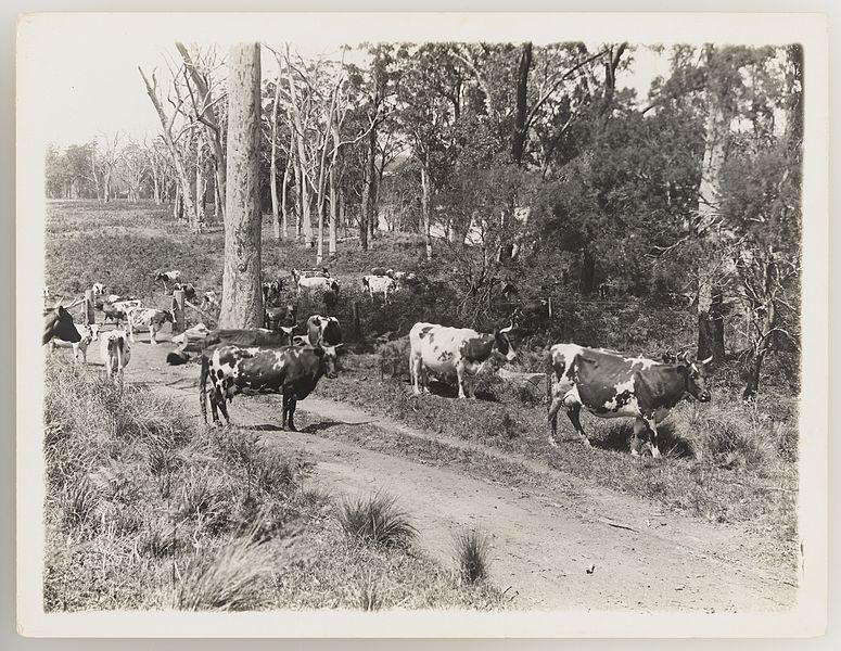 File:SLNSW 919830 Series 02 Cattle ca 19211924.jpg