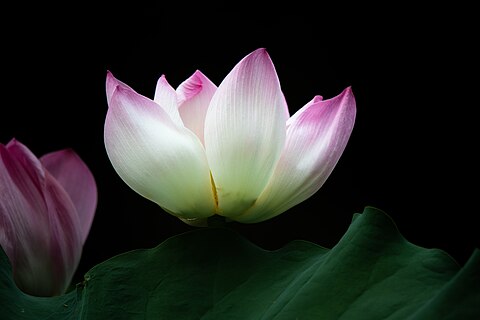 Sacred Lotus in a pond
