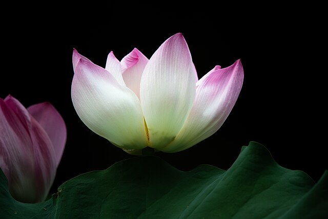 Une fleur de lotus sacré.
 (définition réelle 8 256 × 5 504)