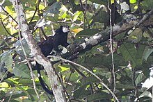 Adult Mottled-face Tamarin on a tree branch with young on its back, near Mitú, Colombia