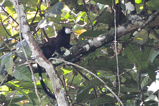 Saguinus inustus (Mottled-face Tamarin) by David Jeffrey Ringer