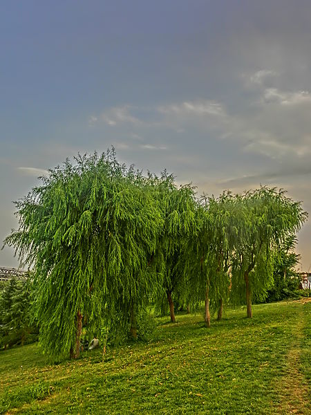 File:Salix babylonica Tehran User Alborzagos.JPG