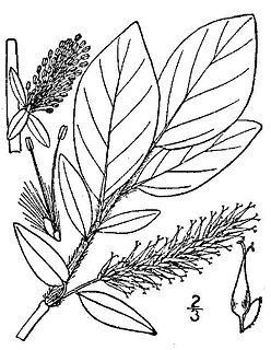 <i>Salix barclayi</i> species of plant