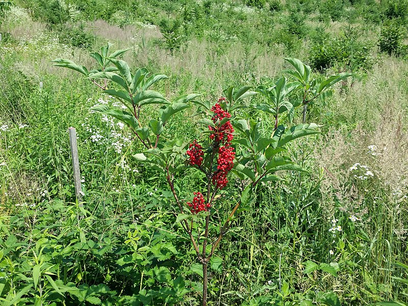 File:Sambucus racemosa sl4.jpg