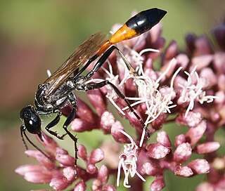 <i>Ammophila sabulosa</i> Species of wasp