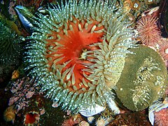 Sandy anemone