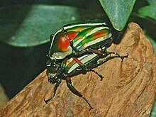 Scarabaeidae - Dikronorrhina derbyana.JPG