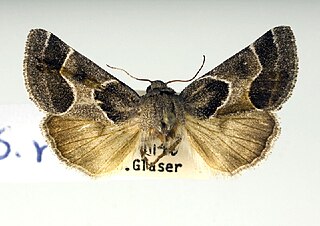 <i>Schinia rivulosa</i> Species of moth