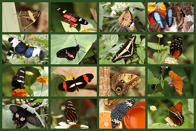 Description de l'image SchmetterlingeSayn.jpg.