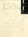 Schoenochis tixieri drawing of the type specimen