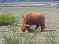 Category:Highland cattle