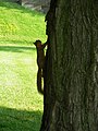 Squirrel, Pittsburgh, 2007