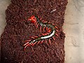 Scolopendra subspinipes mutilans 2.jpg