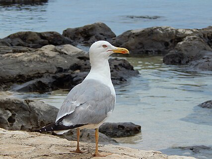 A seagull on the Croatian coast