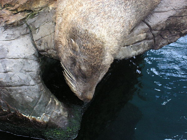 A fur seal at Living Coasts, sunbathing on a rock