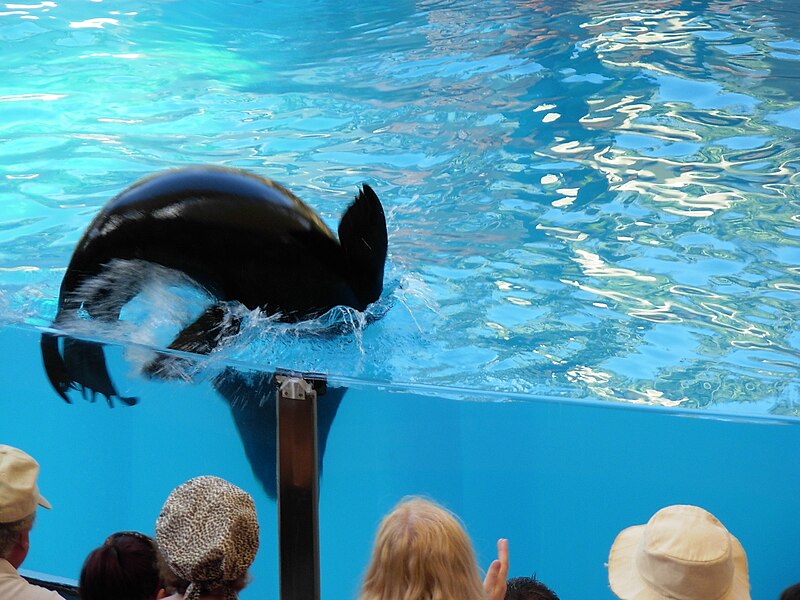 File:Seals at Loro Parque 27.JPG