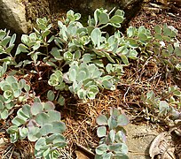 Sedum cauticolum