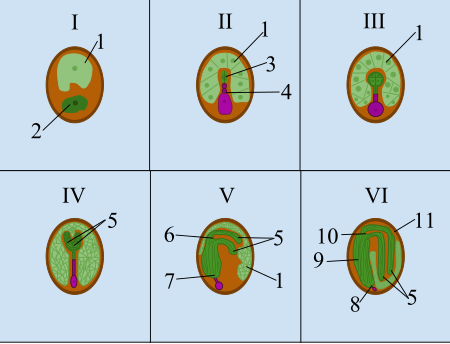 Tập tin:Seed Development Cycle.svg