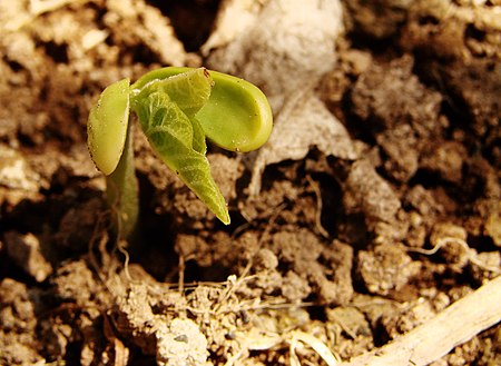 Seedling-477.jpg