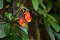 Seemannia (Gesneriaceae)