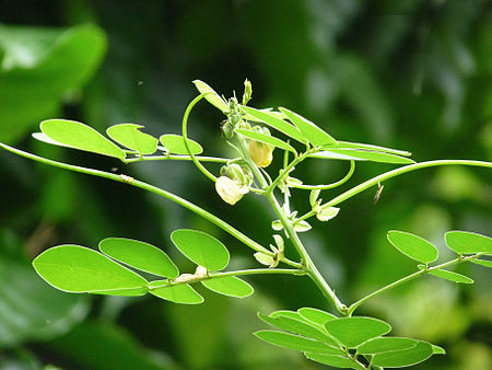 Senna obtusifolia