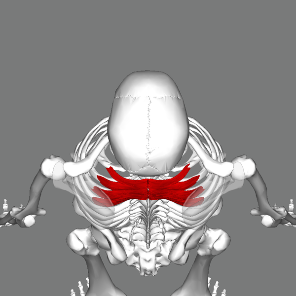 File:Serratus posterior superior muscle top.png