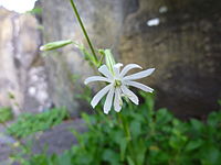 Silene tamaranae