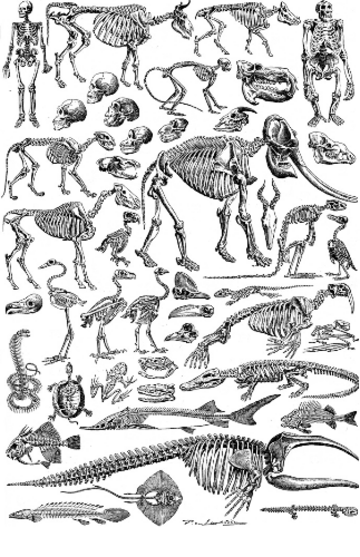 File:Skeletons.png