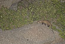 The small Indian civet is a nocturnal hunter. Small Indian Civet.jpg