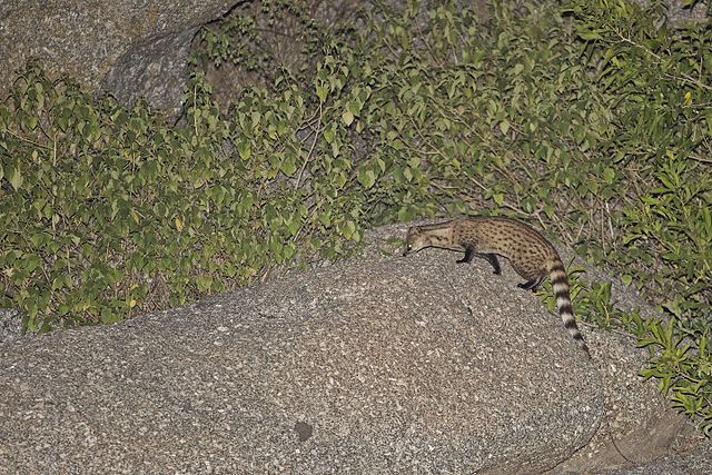 The small Indian civet is a nocturnal hunter.