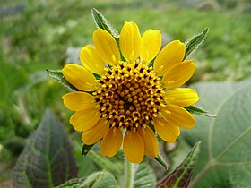 Smallanthus sonchifolius