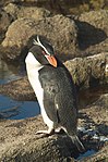 Snaresinselpinguin Eudyptes robustus