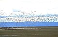 Snow geese south of Burns, Oregon.jpg
