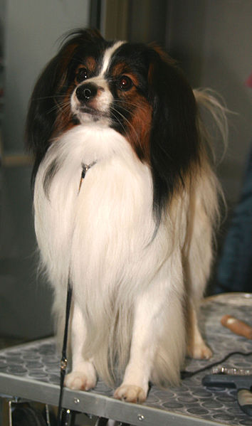 Sitting Papillon dog 