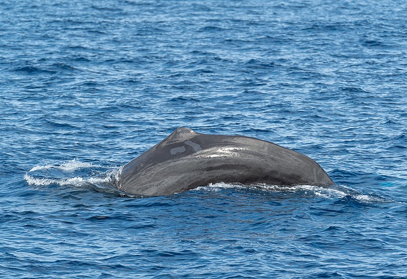 File:Sperm whale (Physeter macrocephalus) diving, São Miguel Island, Azores, Portugal (PPL1-Corrected)-2.jpg