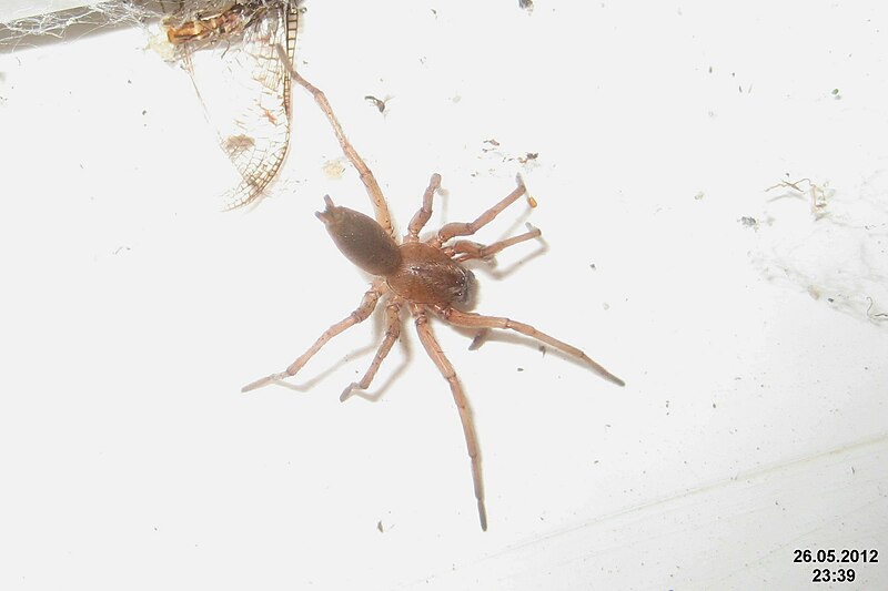 File:Spider (BG) (7293649788).jpg