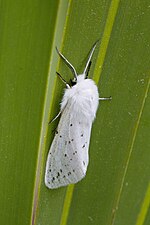 Thumbnail for Spilosoma dubia