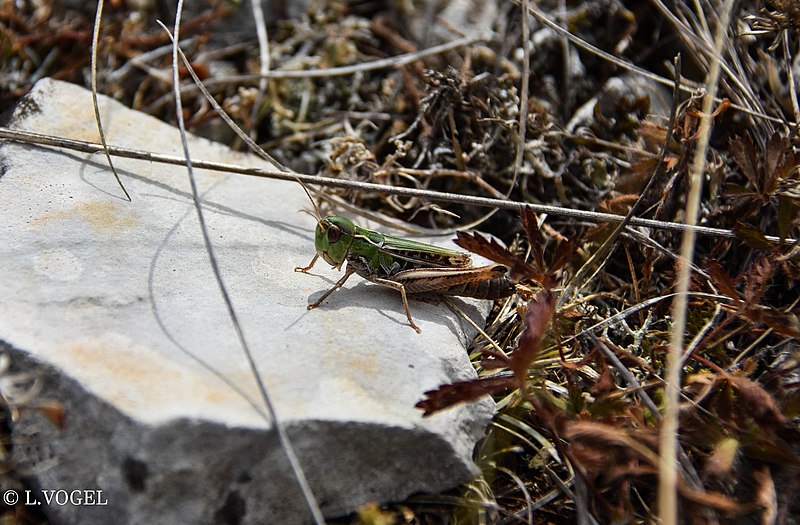 File:Sténobothre bourdonneur (Stenobothrus nigromaculatus nigromaculatus).2.jpg