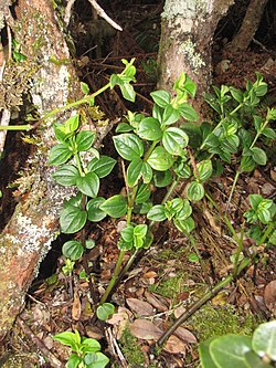 Starr-100314-3446-Peperomia cookiana-habit-Koolau Gap-Maui (24894013332).jpg