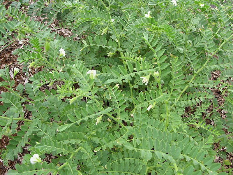 File:Starr-120415-4647-Cicer arietinum-flowers and leaves-Hawea Pl Olinda-Maui (24512572743).jpg