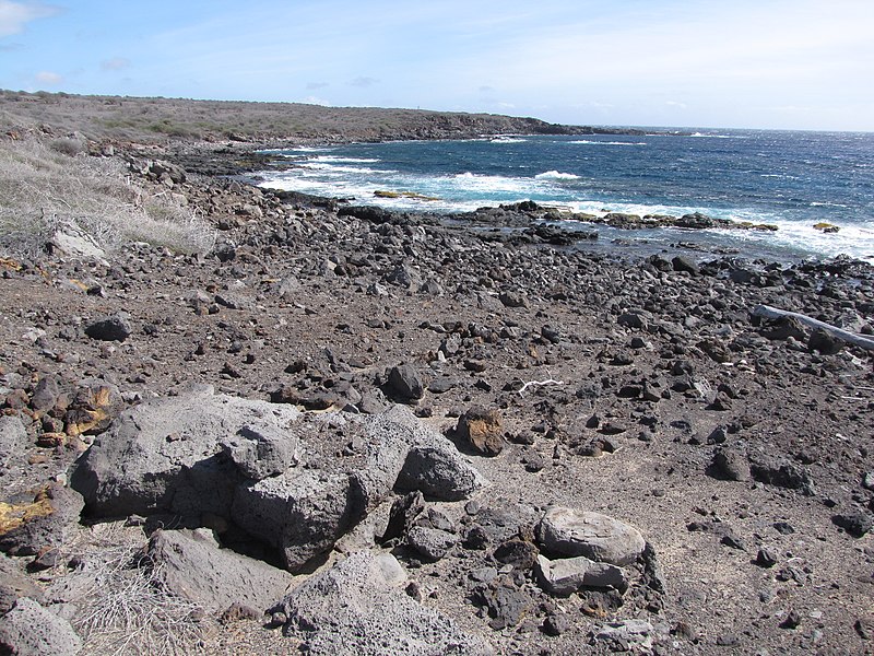 File:Starr-121220-1291-Prosopis pallida-habit view coast-Sailors Hat-Kahoolawe (24831200119).jpg